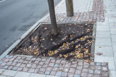 Diemžēl kokus šajā stāvvietā no automašīnām nepasargā nekas un to apdobes jau ir pamatīgi izbraukātas.