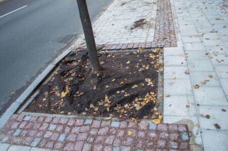 Diemžēl kokus šajā stāvvietā no automašīnām nepasargā nekas un to apdobes jau ir pamatīgi izbraukātas.