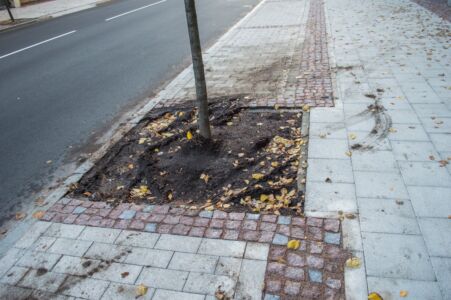 Diemžēl kokus šajā stāvvietā no automašīnām nepasargā nekas un to apdobes jau ir pamatīgi izbraukātas.