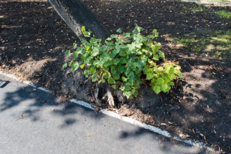 Koku saknes nu ir pamatīgi bojātas